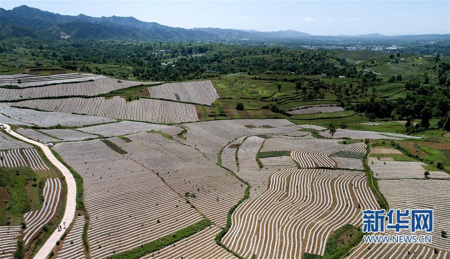 陜西洛南：錦繡大地蘊豐收