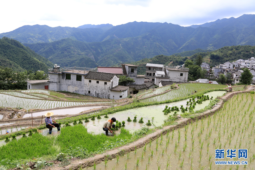 安徽：層層疊疊入畫卷 手把青秧插滿田