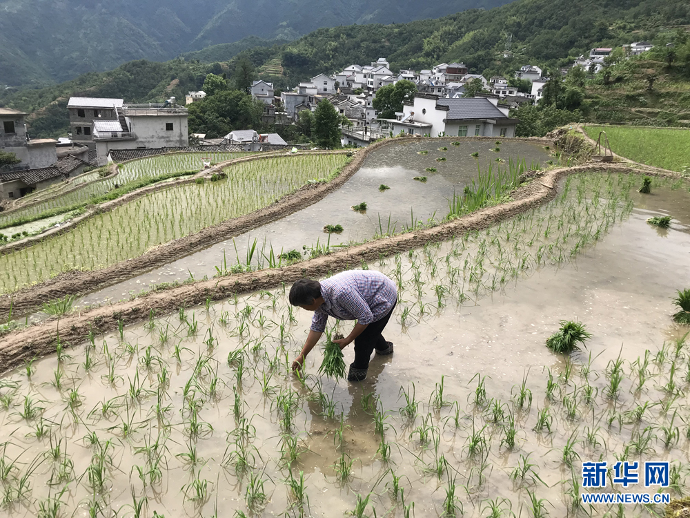 安徽：層層疊疊入畫卷 手把青秧插滿田