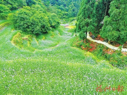 相約鼓嶺“普羅旺斯”邂逅浪漫紫色花海