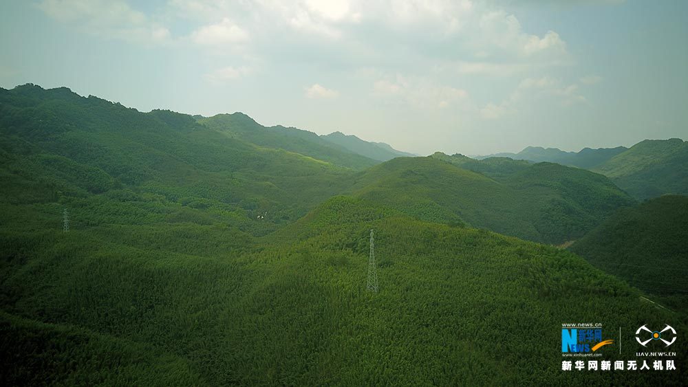 滿眼翠綠滿山竹 鳥瞰重慶梁平百里竹海