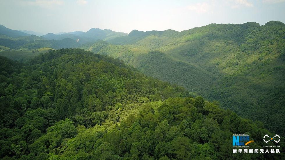 滿眼翠綠滿山竹 鳥瞰重慶梁平百里竹海