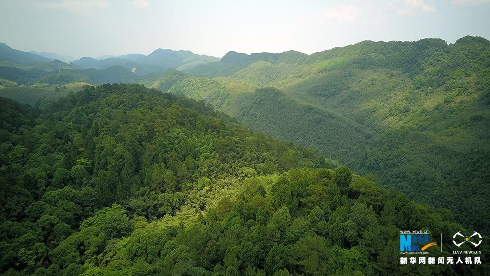 滿眼翠綠滿山竹 鳥瞰重慶梁平百里竹海