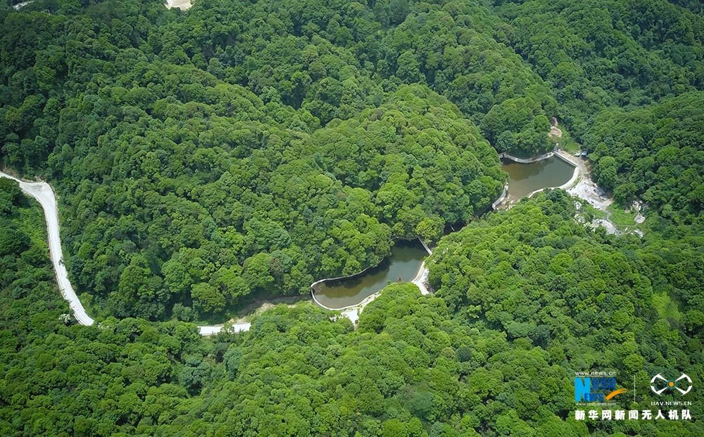 滿眼翠綠滿山竹 鳥瞰重慶梁平百里竹海