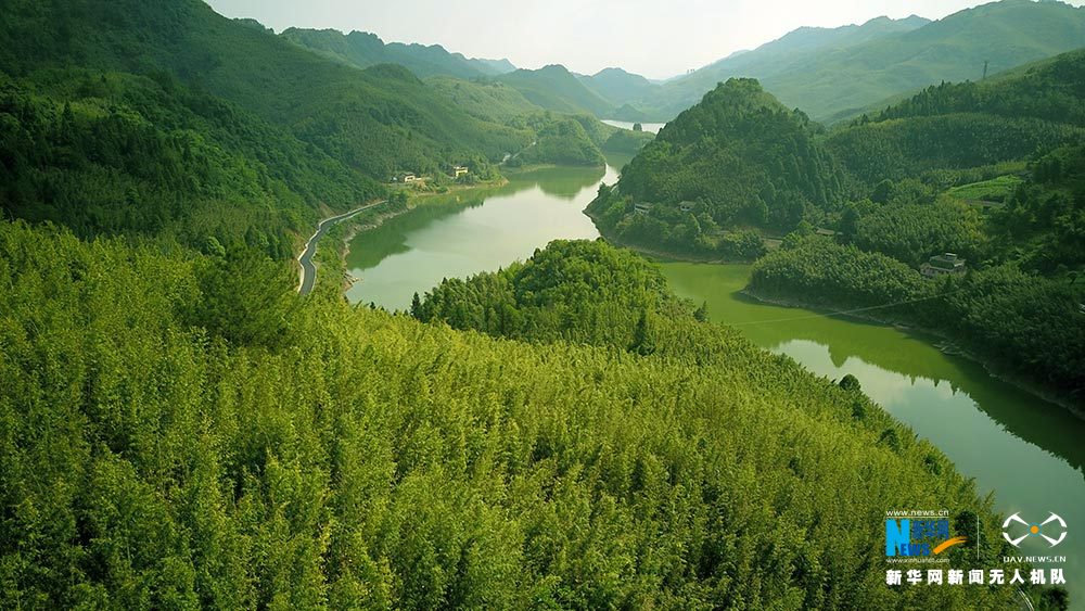 滿眼翠綠滿山竹 鳥瞰重慶梁平百里竹海