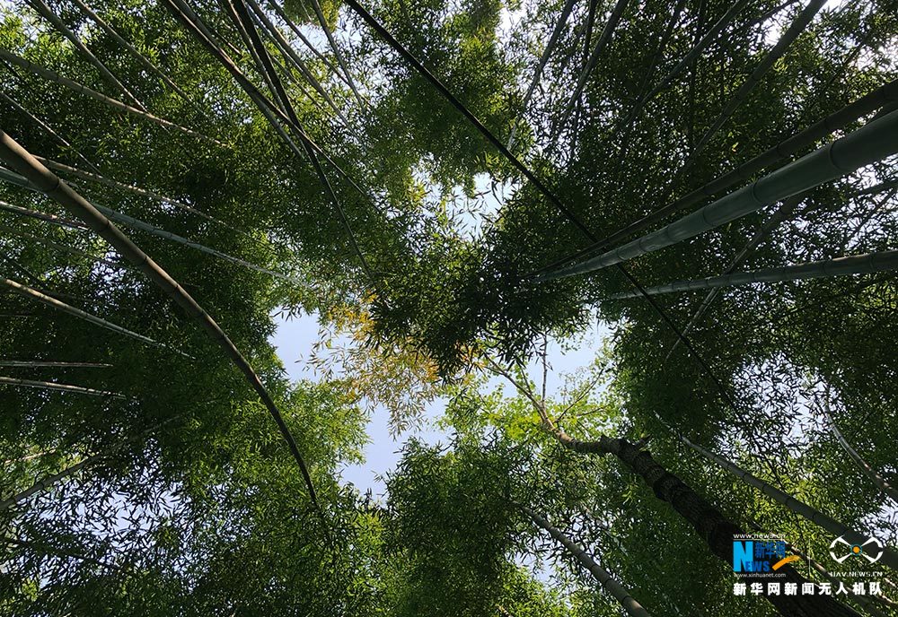 滿眼翠綠滿山竹 鳥瞰重慶梁平百里竹海