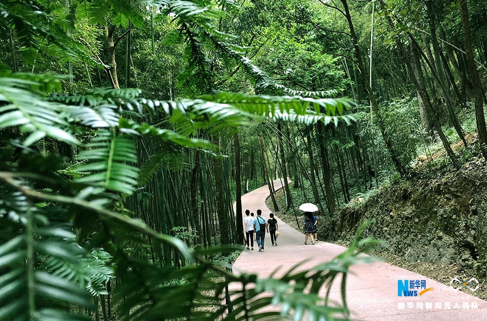 滿眼翠綠滿山竹 鳥瞰重慶梁平百里竹海