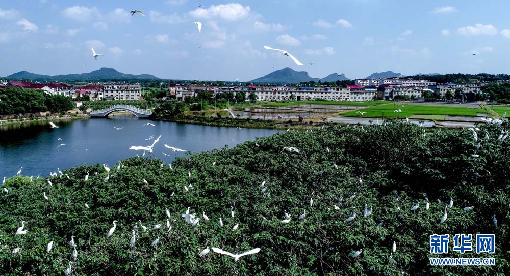 航拍：鷺鳥枝頭舞翩躚 漫天飛舞如畫卷