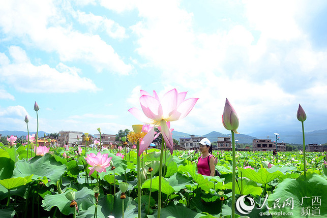 【焦點圖】【廣西要聞】【移動端0標題列表】廣西平桂區首屆荷花藝術節盛大開幕迎客來