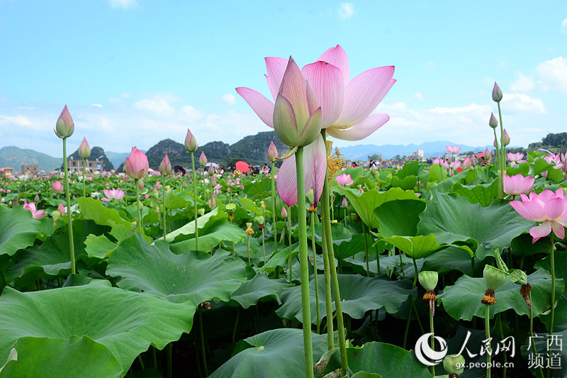 【焦點圖】【廣西要聞】【移動端0標題列表】廣西平桂區首屆荷花藝術節盛大開幕迎客來