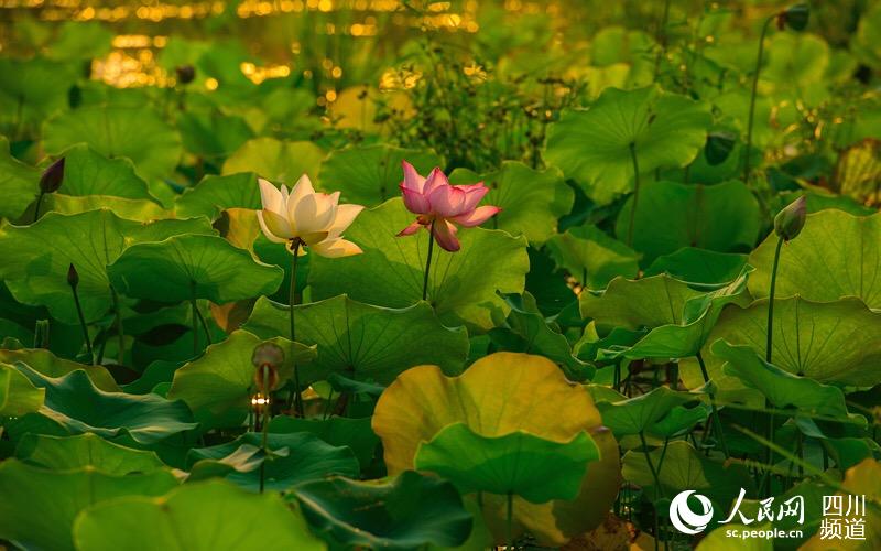 四川敘永：朵朵荷花醉遊人