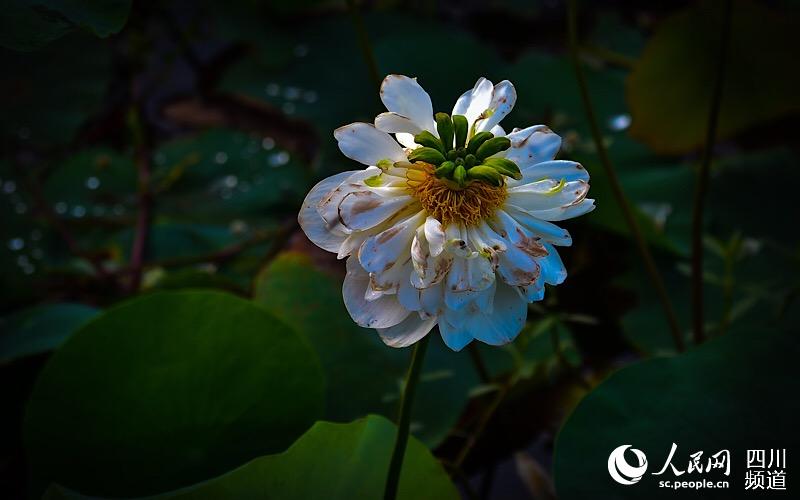 四川敘永：朵朵荷花醉遊人