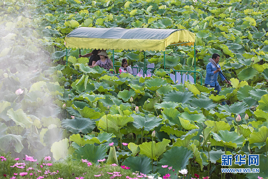 重慶：仲夏時節 到永川賞荷採蓮