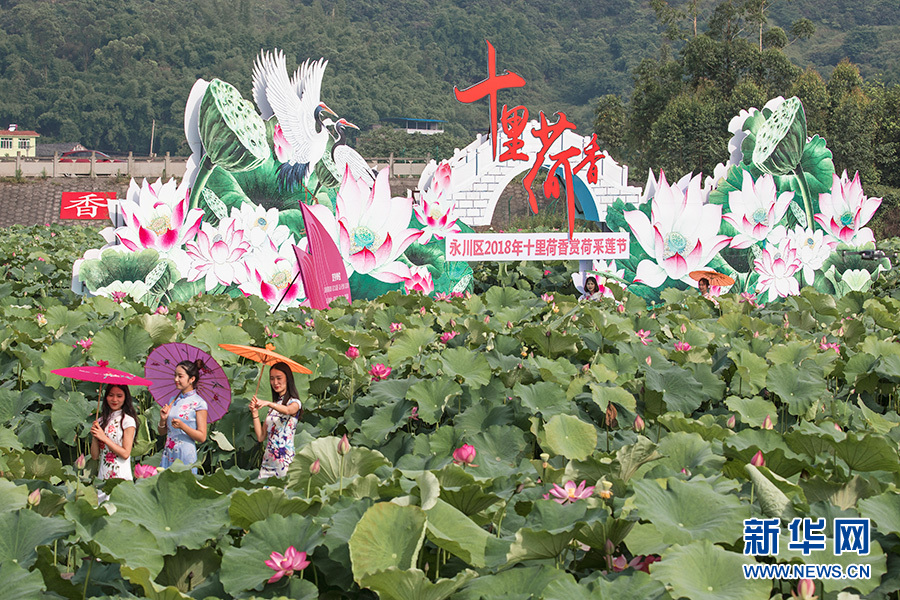 重慶：仲夏時節 到永川賞荷採蓮