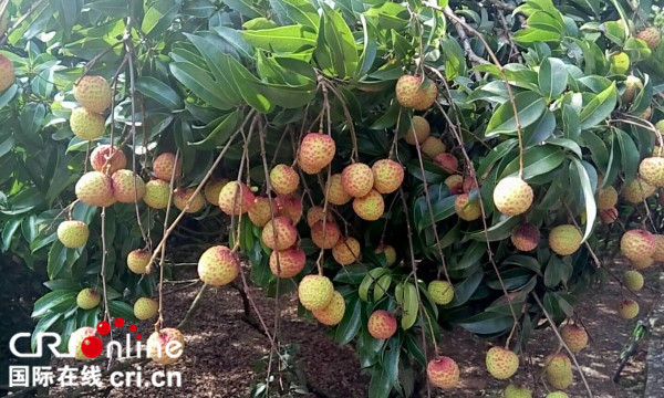 【原創】【唐已審】【焦點圖】【廣西要聞】【八桂大地-貴港】【移動端-標題列表】桂平荔枝紅了