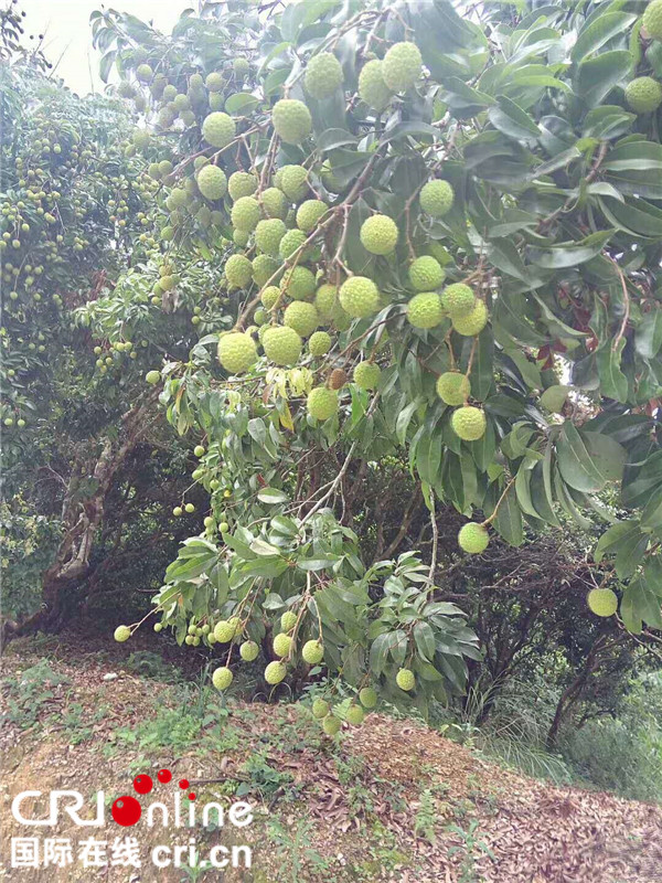 【原創】【唐已審】【焦點圖】【廣西要聞】【八桂大地-貴港】【移動端-標題列表】桂平荔枝紅了