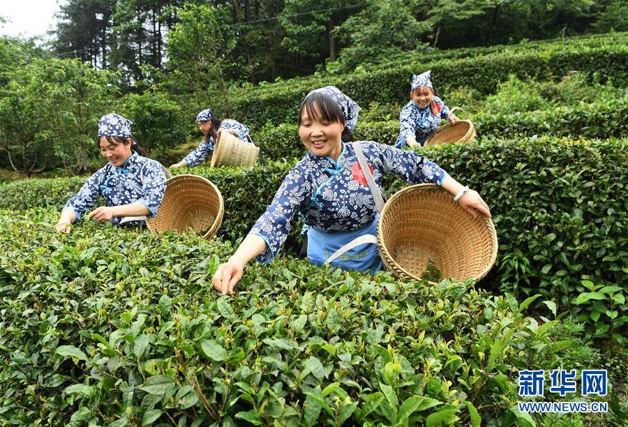 重慶：賽採茶 鬥茶藝