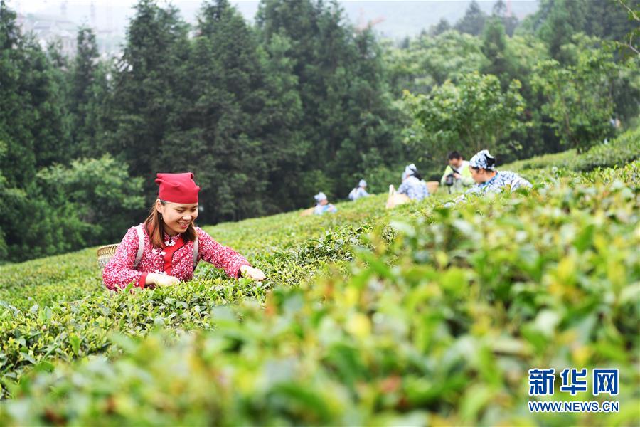 重慶：賽採茶 鬥茶藝