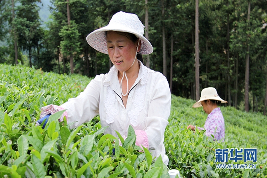 陜西鎮巴：夏日採茶忙