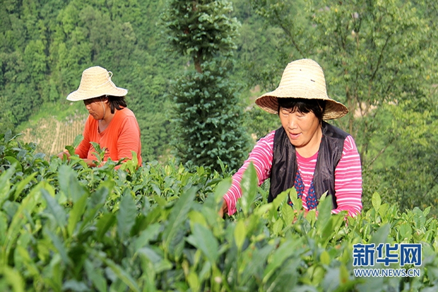 陜西鎮巴：夏日採茶忙