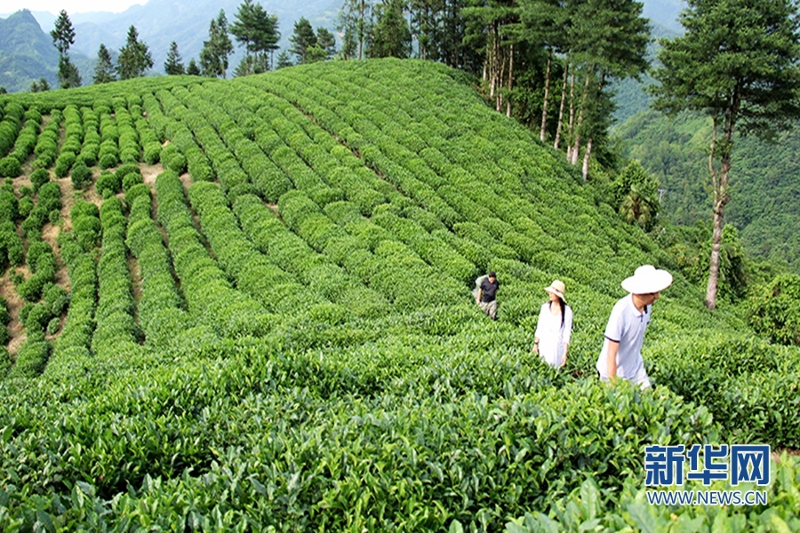 陜西鎮巴：夏日採茶忙