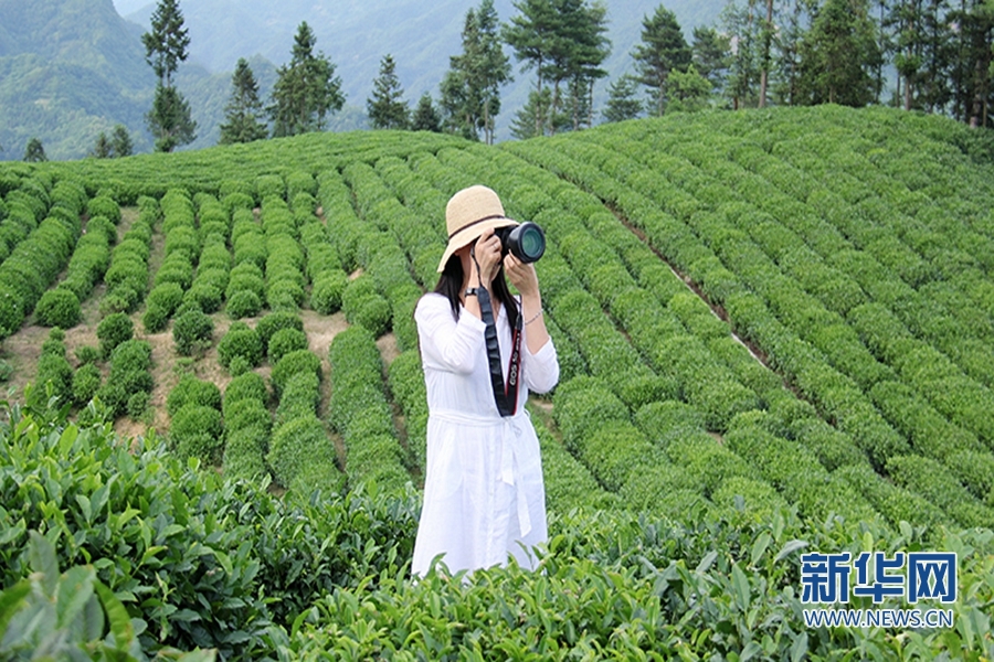 陜西鎮巴：夏日採茶忙