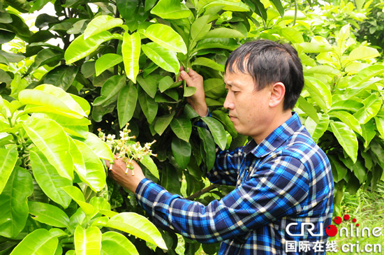 【區縣聯動】【石柱】重慶石柱三河鎮：兩百畝三紅蜜柚進入挂果期【區縣聯動 列表】石柱三河鎮：兩百畝三紅蜜柚進入挂果期