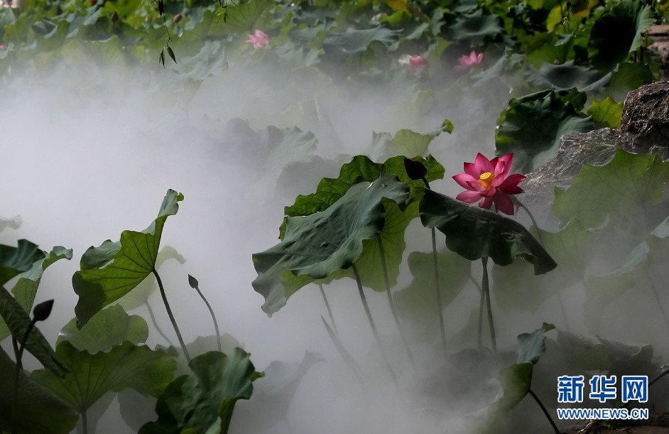 安徽：惟有綠荷紅菡萏 卷舒開闔任天真