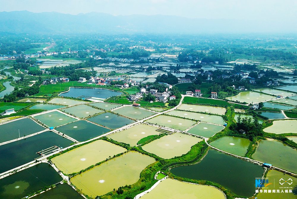 航拍重慶川西村：半畝方塘翠 千頃稻田棋