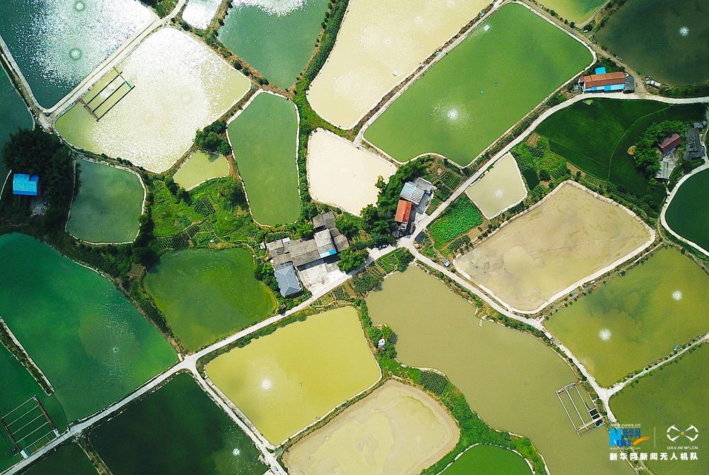 航拍重慶川西村：半畝方塘翠 千頃稻田棋