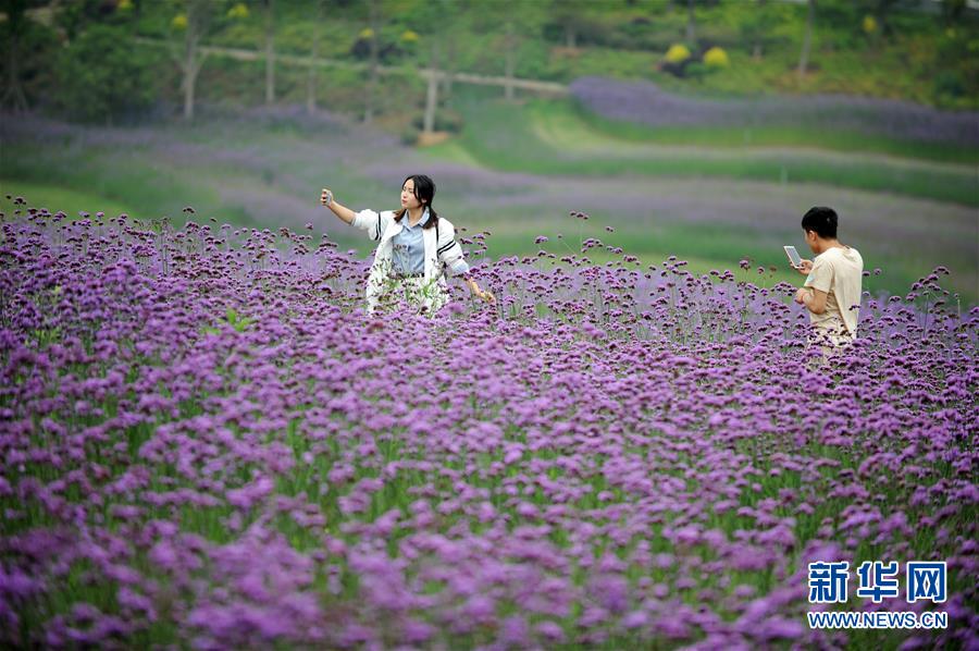 貴州甕安：荒坡變花海 美景引客來