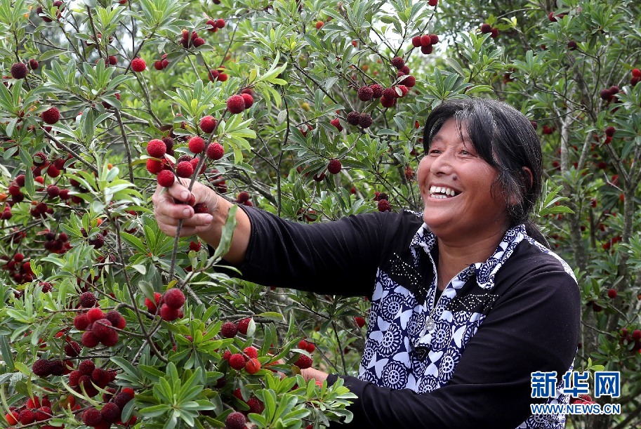 安徽：紅實綴青枝 果農喜笑顏