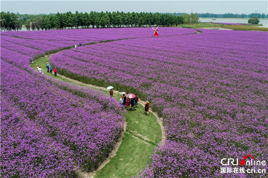 (供稿 旅遊列表 三吳大地南京 移動版）第十屆高淳固城湖水慢城荷花旅遊節開幕