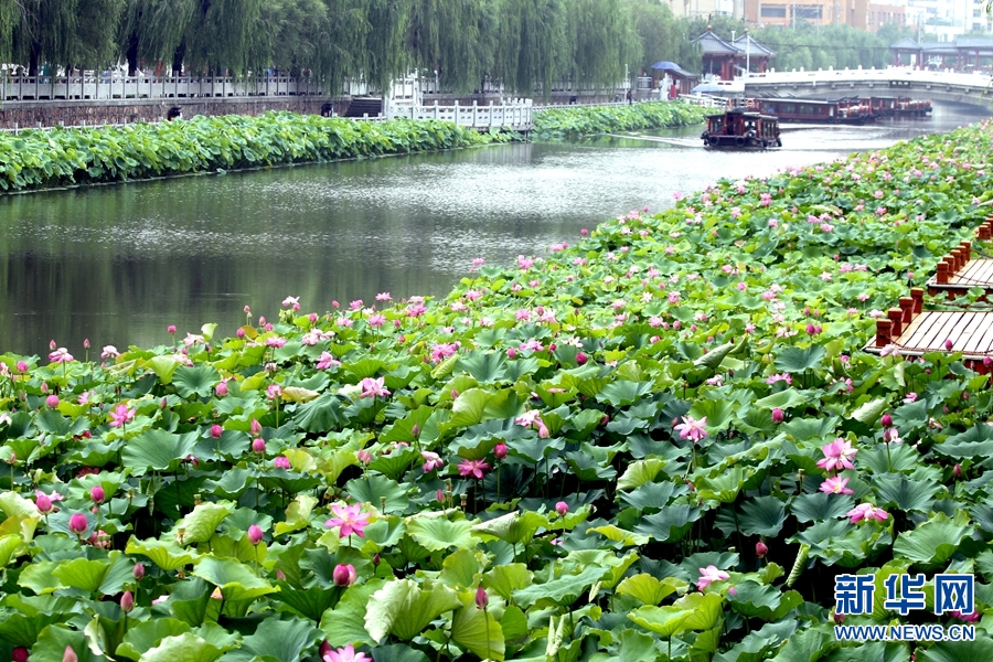 許昌：泛舟湖面賞荷花