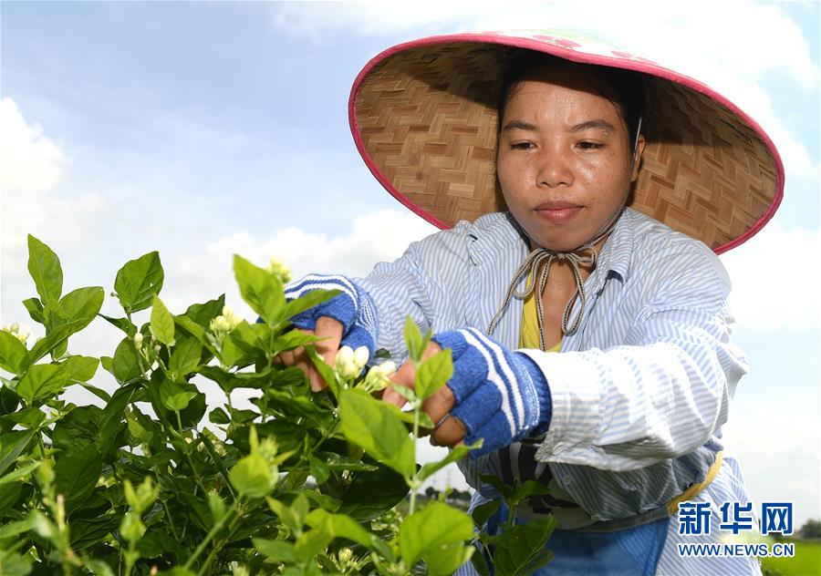 “中國茉莉之鄉”茉莉花全面上市