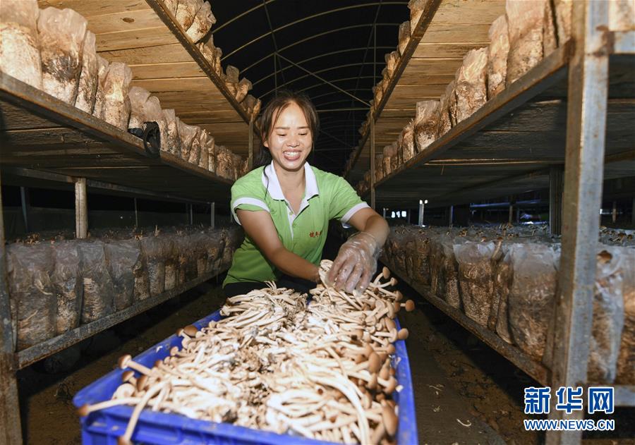 貴州松桃：變廢為寶發展食用菌産業