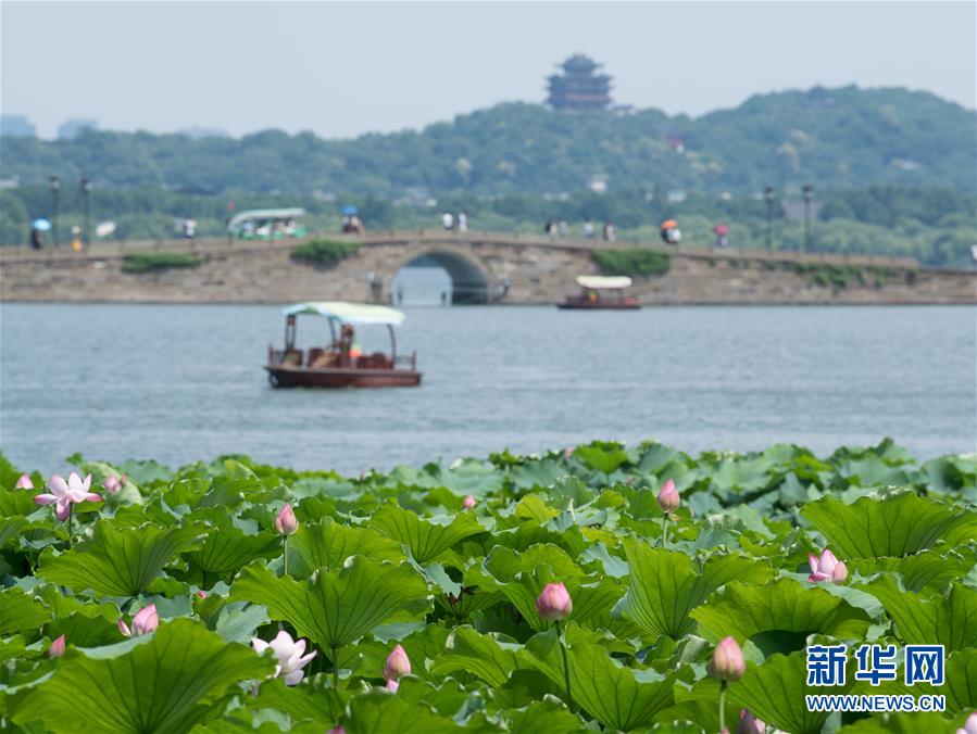 浙江杭州：西湖荷花盛開