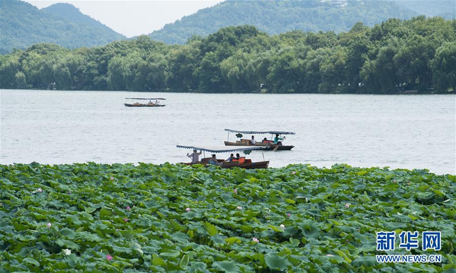 浙江杭州：西湖荷花盛開