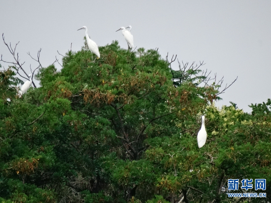 河南開封：龍亭東湖白鷺棲