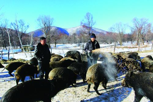 【網絡媒體走轉改】以前砍樹 現在養鹿