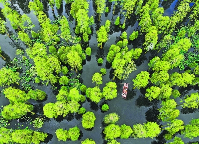 新洲“水上森林”成武漢網紅地