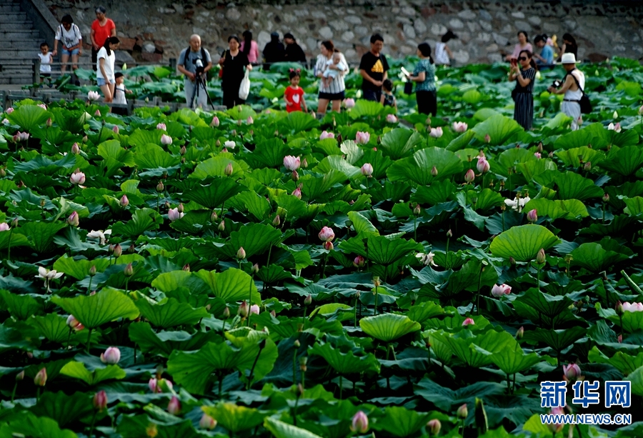 河南鄭州：夏日賞荷