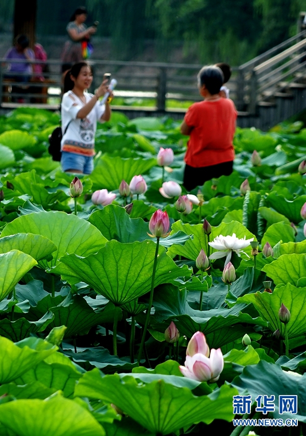 河南鄭州：夏日賞荷