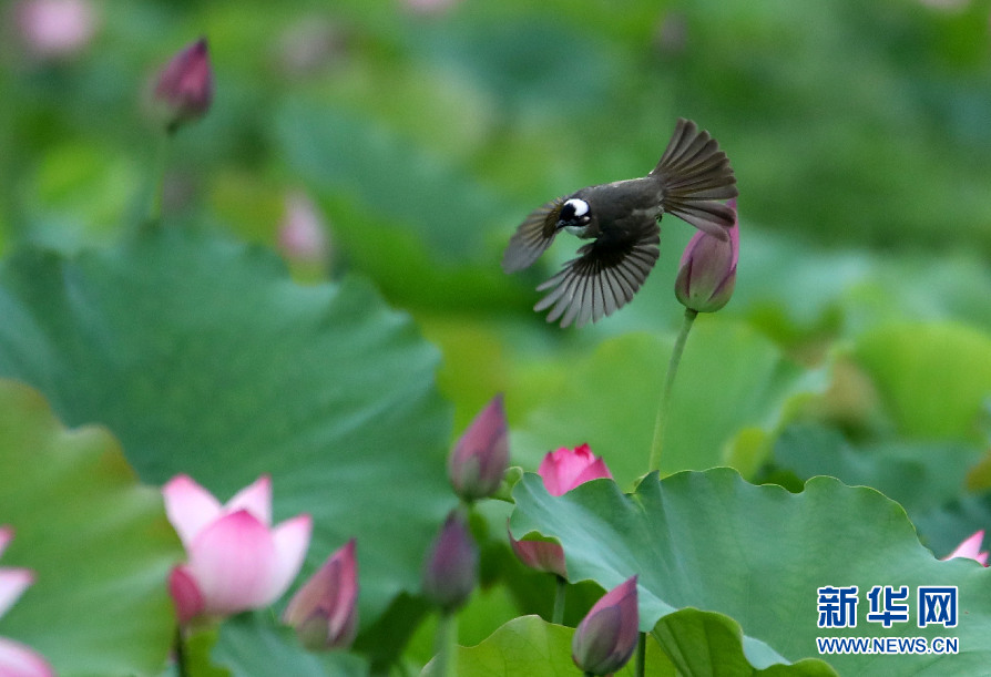 安徽：蓮葉何田田 鳥戲蓮花間