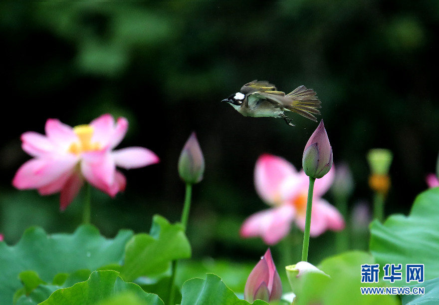 安徽：蓮葉何田田 鳥戲蓮花間