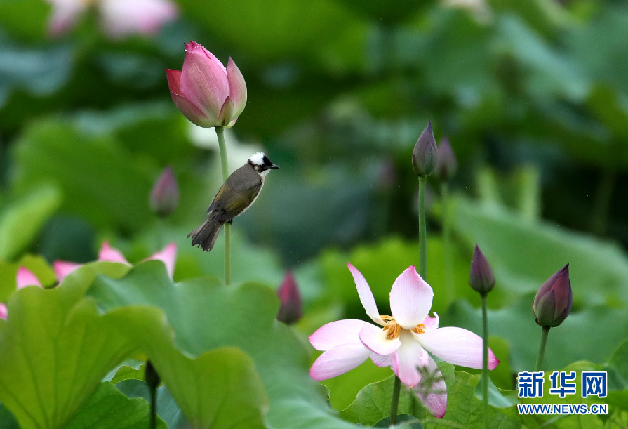 安徽：蓮葉何田田 鳥戲蓮花間