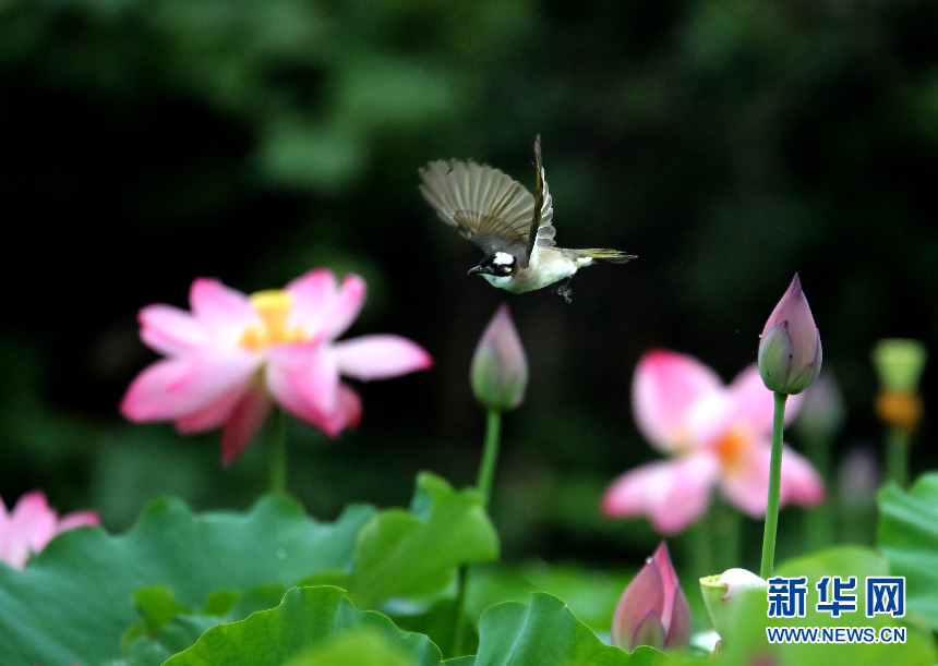 安徽：蓮葉何田田 鳥戲蓮花間