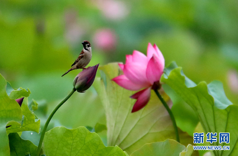 安徽：蓮葉何田田 鳥戲蓮花間