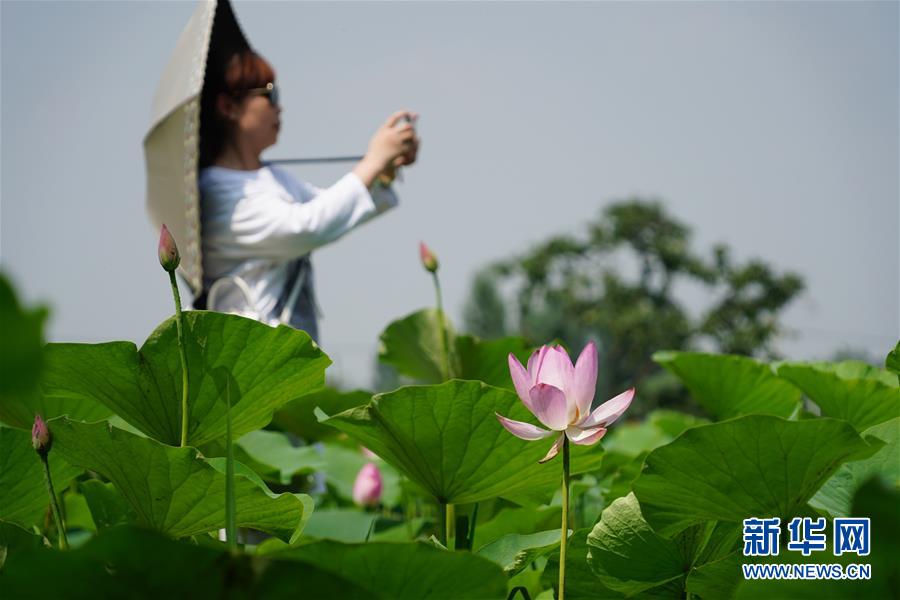 陜西：美麗長安花常開