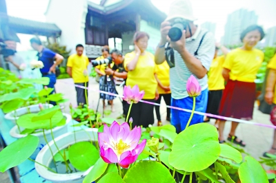 武漢鬥荷擂臺賽決出“花魁” 一盆碗蓮花開十朵“荷花花王”獲獎千元